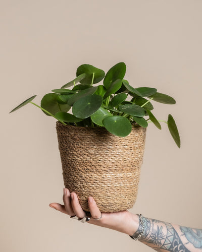Eine tätowierte Hand hält eine getopfte Pilea peperomioides in einem wasserdichten Pflanzkorb aus Seegras (Kesat | 16 cm ⌀) vor einem schlichten beigen Hintergrund.