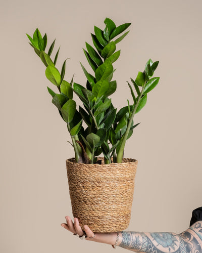 Eine tätowierte Hand hält einen Pflanzkorb aus Seegras (Kesat | 18 cm ⌀) mit einer gesunden ZZ-Pflanze mit glänzend grünen Blättern vor einem einfarbig beigen Hintergrund hoch.