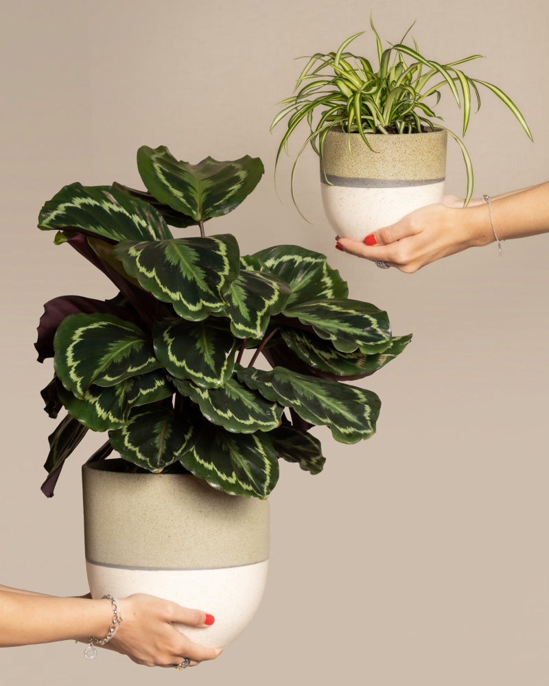 Zwei Hände halten das Kinderfreundliche Duo: unten eine grosse Calathea roseopicta mit gemusterten Blättern, oben rechts eine Grünlilie mit weiss-grün gestreiften Blättern, beide in cremefarbenen Keramiktöpfen.