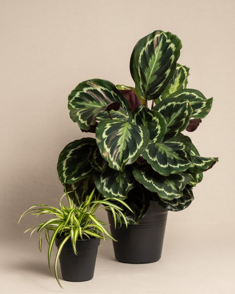 Das Kinderfreundliche Duo ohne Übertopf: eine grosse Calathea roseopicta und davor eine kleinere Grünlilie mit weiss gestreiften Blättern, beide in schwarzen Anzuchttöpfen vor beigem Hintergrund.