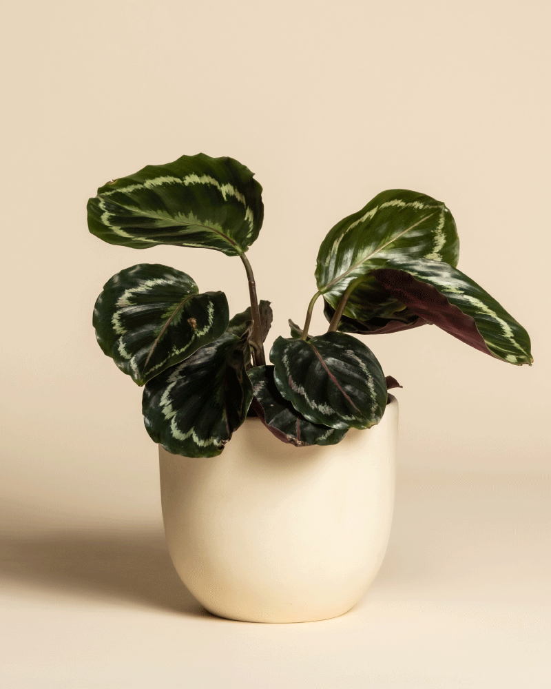 Eine Kleine Calathea Roseopicta mit großen, glänzend grünen Blättern mit hellgrünen und weißen Mustern sitzt in einem glatten cremefarbenen Übertopf vor einem einfarbig beigen Hintergrund.