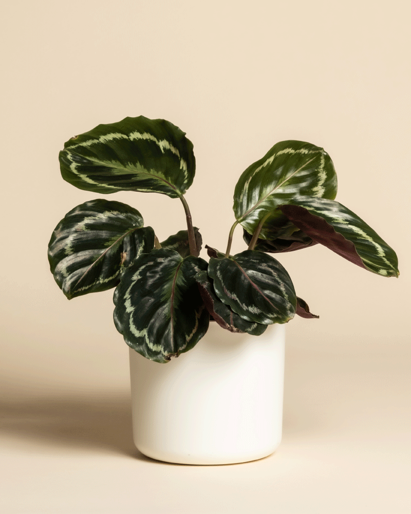 Eine Kleine Calathea Roseopicta mit breiten, dunkelgrünen Blättern und hellgrün-weißer Zeichnung wird in einem einfachen weißen Topf vor einem beigen Hintergrund gezeigt.