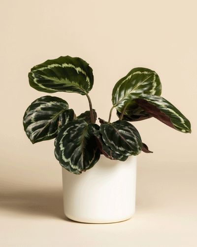 Eine Kleine Calathea Roseopicta mit breiten, dunkelgrünen Blättern und hellgrün-weißer Zeichnung wird in einem einfachen weißen Topf vor einem beigen Hintergrund gezeigt.