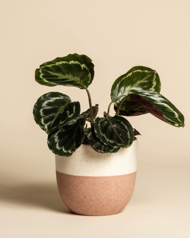 Eine Kleine Calathea Roseopicta mit bunten grünen Blättern in einem modernen cremefarbenen und hellbraunen Keramiktopf vor einem schlichten beigen Hintergrund - eine stilvolle Zimmerpflanze für jeden Raum.