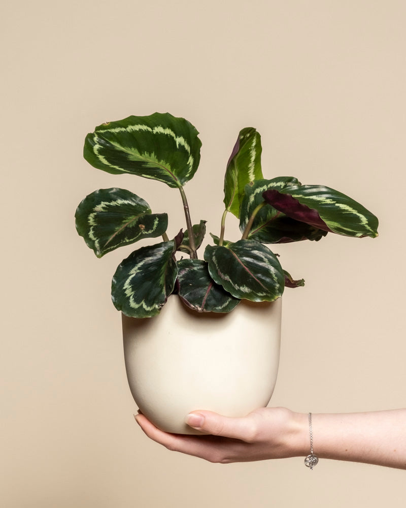 Eine Hand hält einen weißen Keramiktopf mit einer Kleinen Calathea Roseopicta mit grün panaschierten Blättern vor einem schlichten beigen Hintergrund.