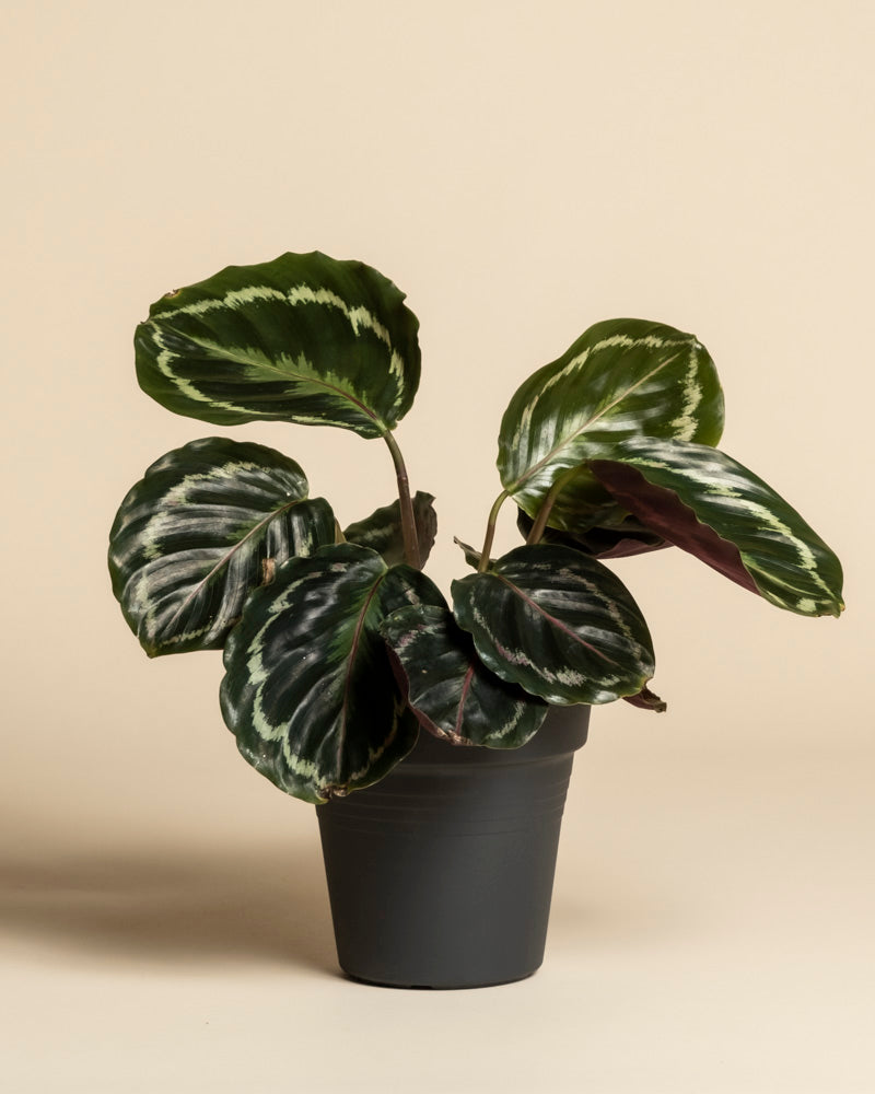Eine Kleine Calathea Roseopicta Zimmerpflanze mit großen, ovalen, grünen Blättern mit hellgrünen und weißen Mustern auf einem einfarbig beigen Hintergrund.