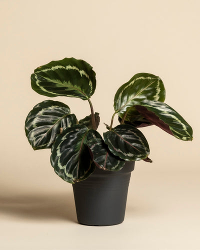 Eine Kleine Calathea Roseopicta Zimmerpflanze mit großen, ovalen, grünen Blättern mit hellgrünen und weißen Mustern auf einem einfarbig beigen Hintergrund.
