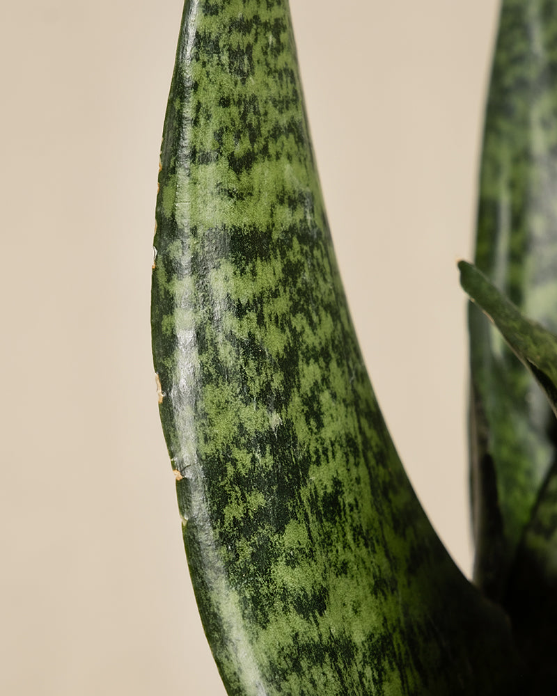 Eine Nahaufnahme eines grünen Blattes mit dunkelgrünen Mustern ähnelt der Sansevieria trifasciata. Das spitze, strukturierte Blatt ähnelt der Kleinen Grünen Schwiegermutterzunge und hebt sich elegant von einem neutralen Hintergrund ab.