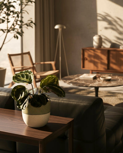 In einem sonnendurchfluteten, haustierfreundlichen Wohnzimmer steht eine Kleine Calathea Roseopicta - feey als Zimmerpflanze auf einem Holztisch; im Hintergrund vervollständigen ein schwarzes Sofa und moderne Möbel aus der Jahrhundertmitte die Szene.