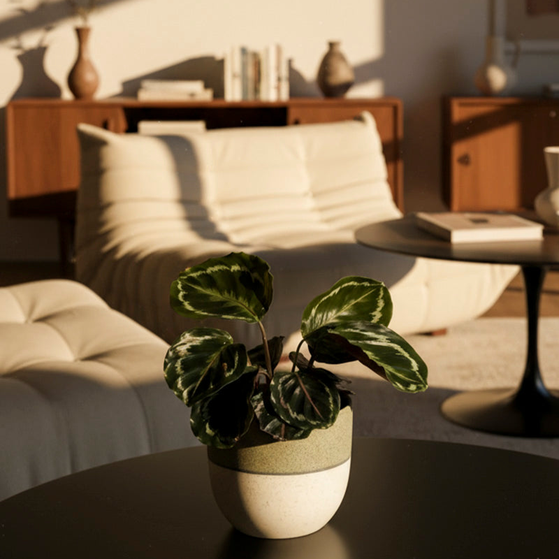 Kleine Calathea Roseopicta • feey