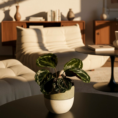 Kleine Calathea Roseopicta • feey