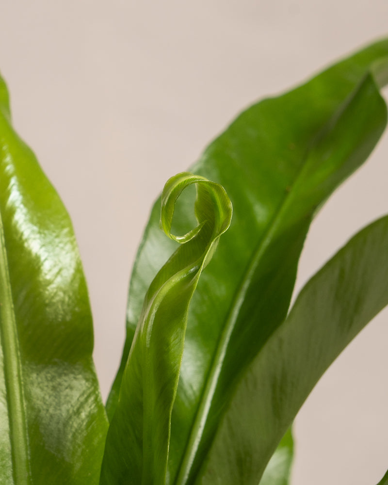 Nahaufnahme einer üppig grünen Pflanze mit großen, glänzenden Blättern, die Regenwald-Vibes hervorrufen. Eines der Blätter entfaltet sich, wobei seine Spitze zart zu einer kleinen Spirale gebogen ist. Der Hintergrund ist ein weicher, neutraler Farbton, der unscharf ist und die Aufmerksamkeit auf das lebendige Grün und die beeindruckende Pflanzenhöhe dieser pflegeleichten Pflanze Kleines Nestfarn Duo lenkt.