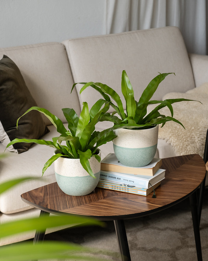 Zwei Kleines Nestfarn Duo Topfpflanzen mit üppigen grünen Blättern stehen auf einem dunklen Couchtisch aus Holz, auf dem auch ein Stapel Bücher liegt. Der Couchtisch steht vor einem hellen Sofa, das mit einem dunklen Kissen und einer über einer Armlehne hängenden Decke geschmückt ist. Im Hintergrund befindet sich ein sanft beleuchteter Vorhang, der ruhige Regenwald-Vibes ausstrahlt.