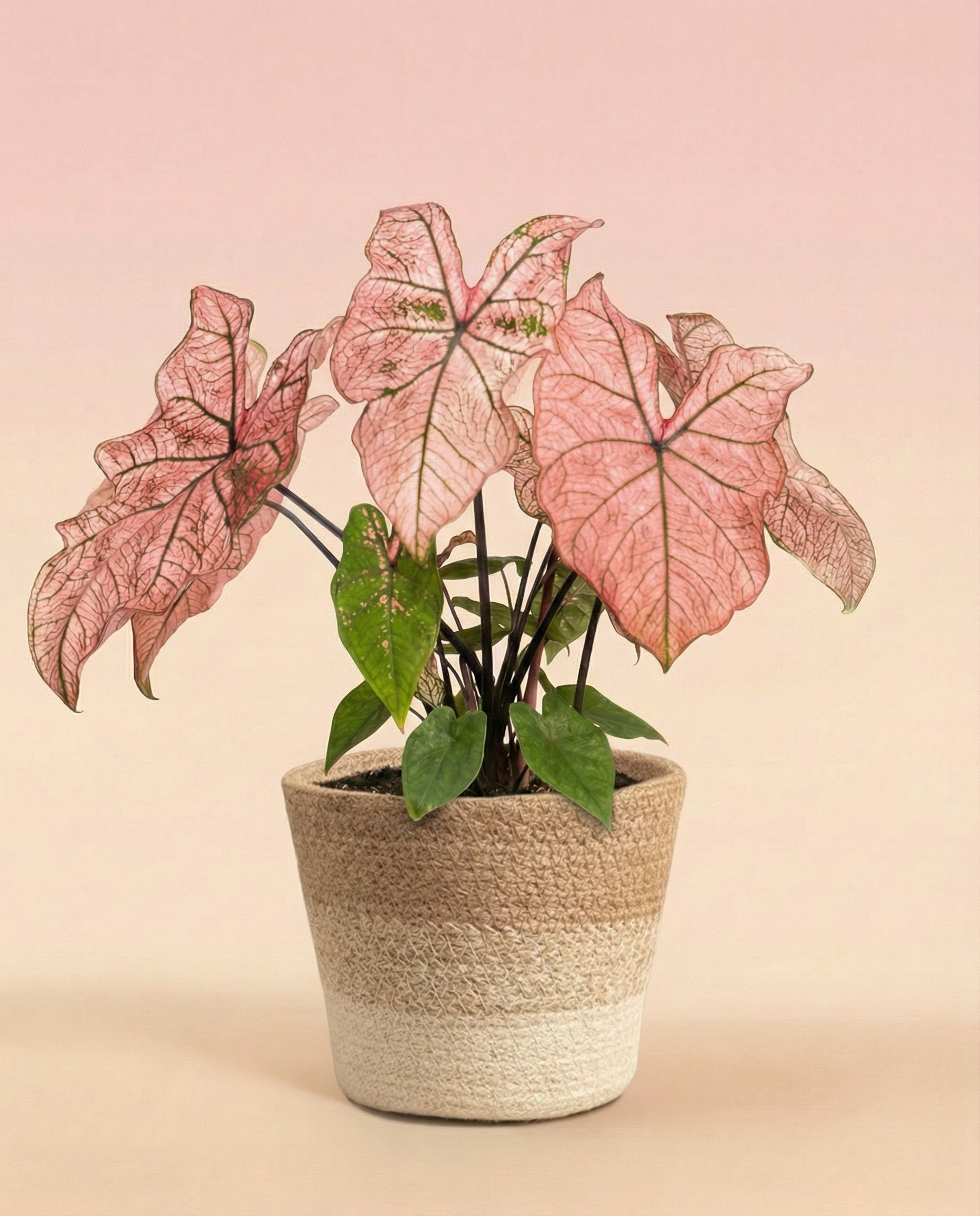 Ein Caladium 'Spring Fling' mit großen, herzförmigen rosa und grünen Blättern sitzt in einem beigen Topf mit gewebter Textur vor einem blassrosa Hintergrund.