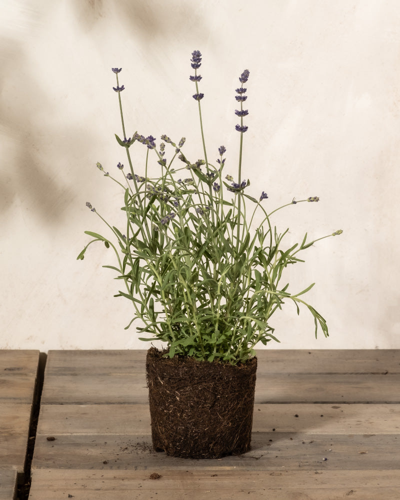 Lavendel