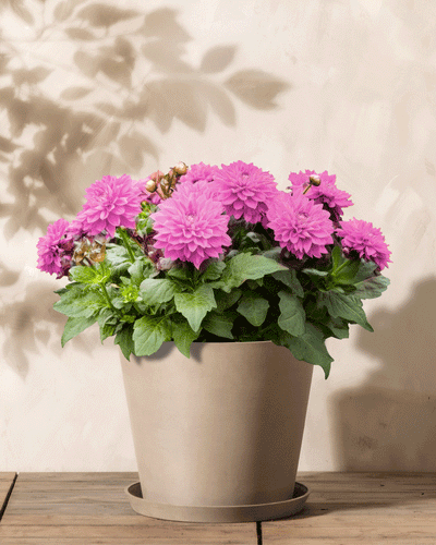 Ein beiger Topf mit Dahlien (rosa) mit üppigen grünen Blättern steht auf einer Holzoberfläche und wirft sanfte Schatten auf die cremefarbene Wand dahinter.