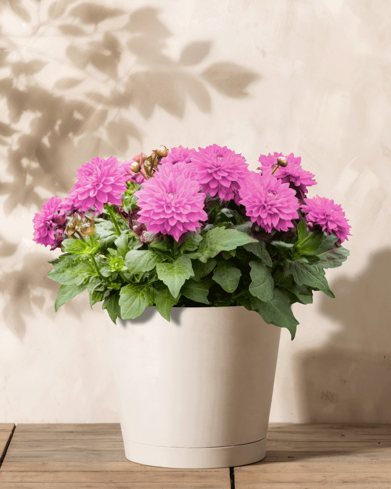 Ein weißer Topf mit rosa Dahlien und üppigen grünen Blättern steht auf einer Holzoberfläche. Die cremefarbene Wand im Hintergrund weist Schatten auf, die an Blüten erinnern und der Szene eine natürliche Note verleihen.