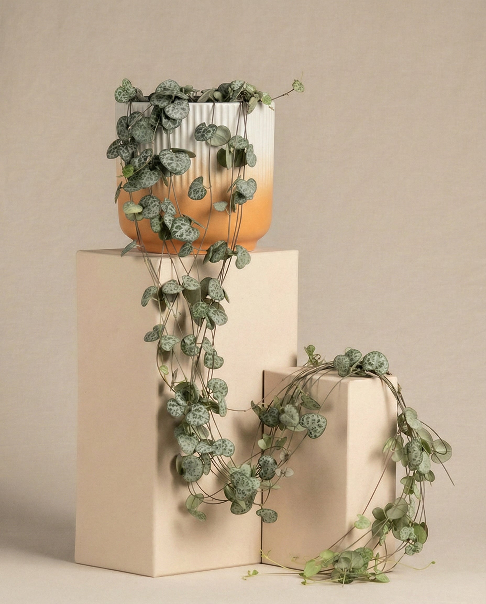 Eine Leuchterpflanze in einem weiß-orangefarbenen Topf steht auf cremefarbenen Blöcken, an denen lange Ranken vor einem neutralen beigen Hintergrund herunterhängen.