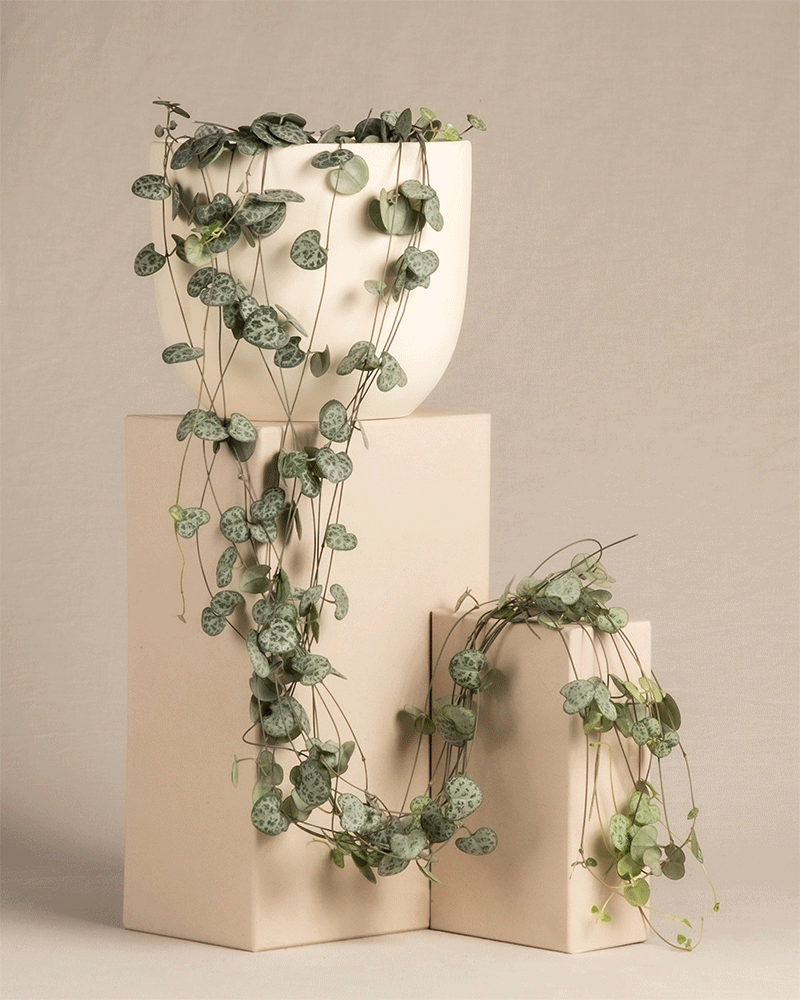 Eine Leuchterpflanze (auch Ceropegia woodii, Leuchterblume, Rosenwein, String of Hearts, Rosary Vine, Sweetheart Vine oder Chaîne des cœurs genannt) in verschiedenen Keramiktöpfen der Kollektion 'Direito' in den Farbtönen 'Weiß matt' und 'Schwarz matt'