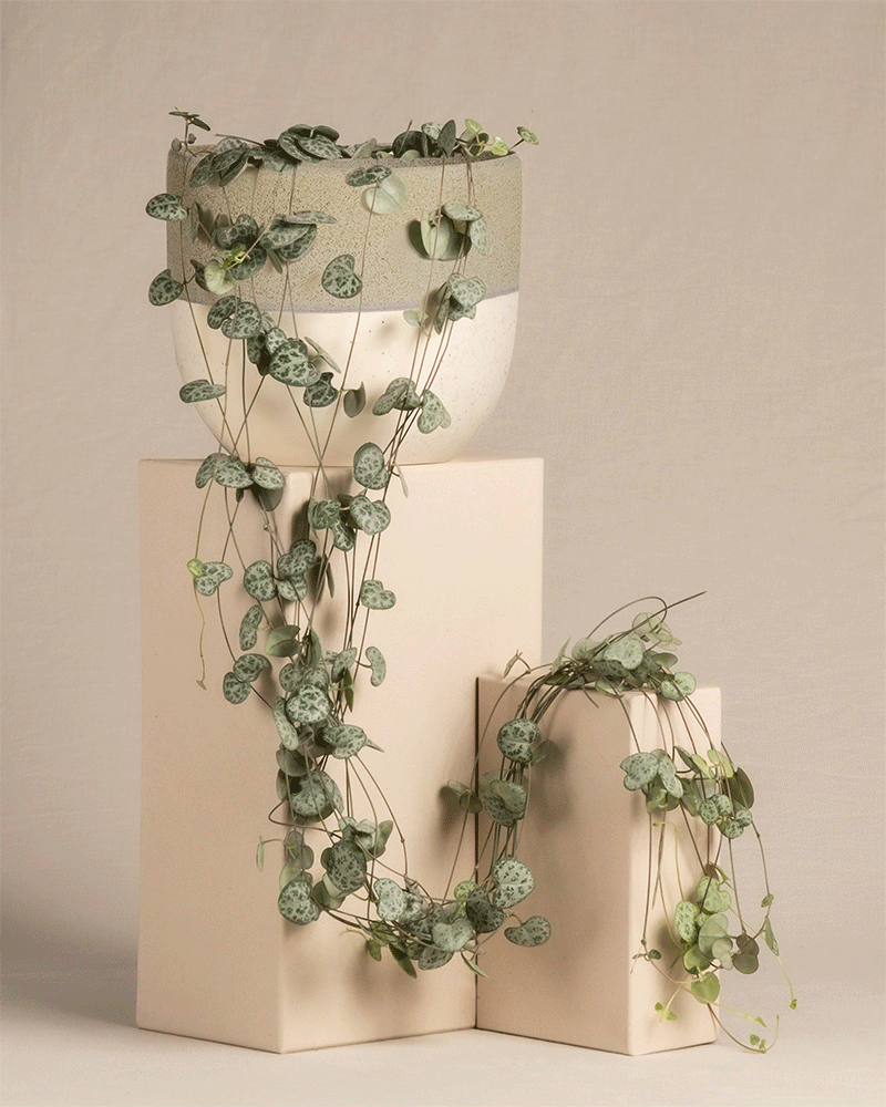 Eine Leuchterpflanze (auch Ceropegia woodii, Leuchterblume, Rosenwein, String of Hearts, Rosary Vine, Sweetheart Vine oder Chaîne des cœurs genannt) in verschiedenen Keramiktöpfen der Kollektion 'Variado' in den Farbtönen Grün und Pink
