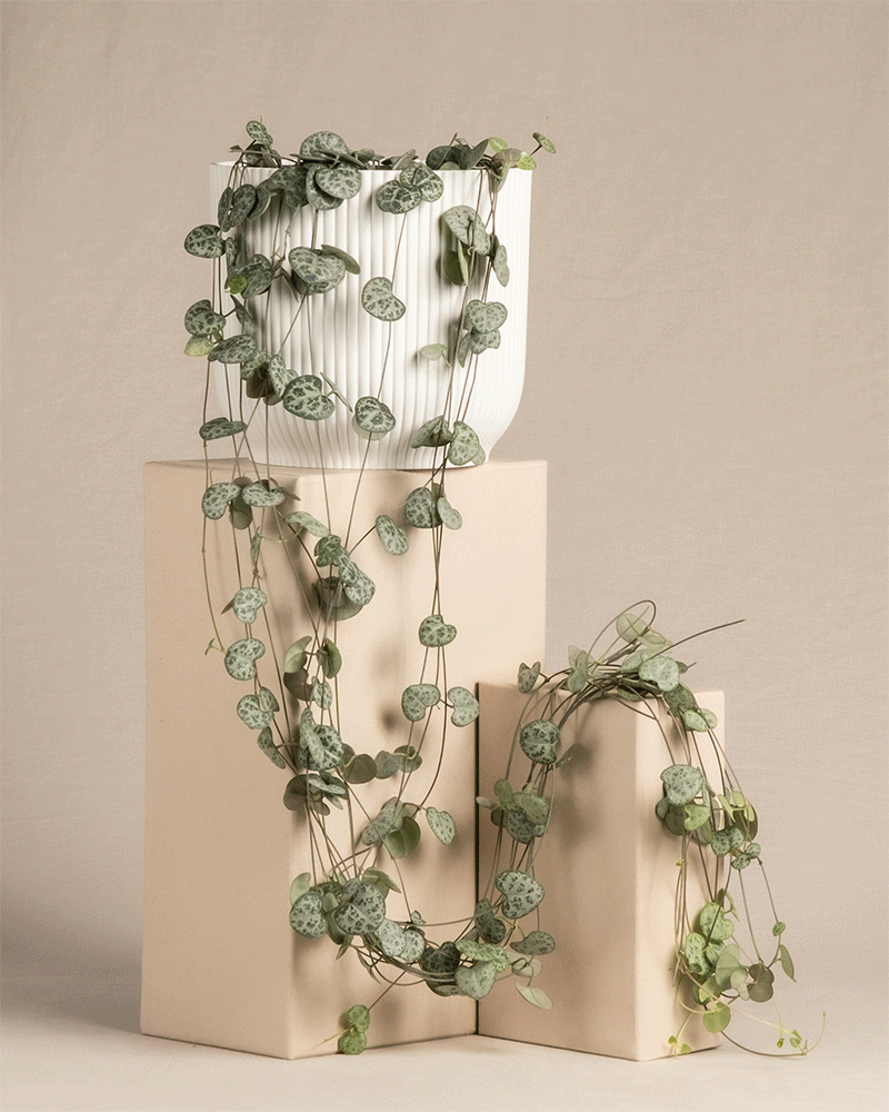 Eine Leuchterpflanze (auch Ceropegia woodii, Leuchterblume, Rosenwein, String of Hearts, Rosary Vine, Sweetheart Vine oder Chaîne des cœurs genannt) in verschiedenen 'Vibes' Töpfen in den Farben Weiß, Gelb, Mint und Dunkelblau