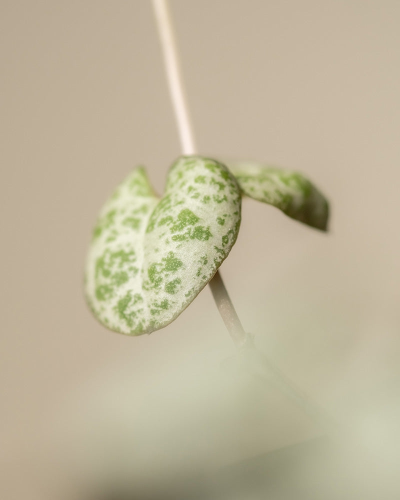 Nahaufnahme eines Blattes einer Leuchterpflanze (auch Ceropegia woodii, Leuchterblume, Rosenwein, String of Hearts, Rosary Vine, Sweetheart Vine oder Chaîne des cœurs genannt)