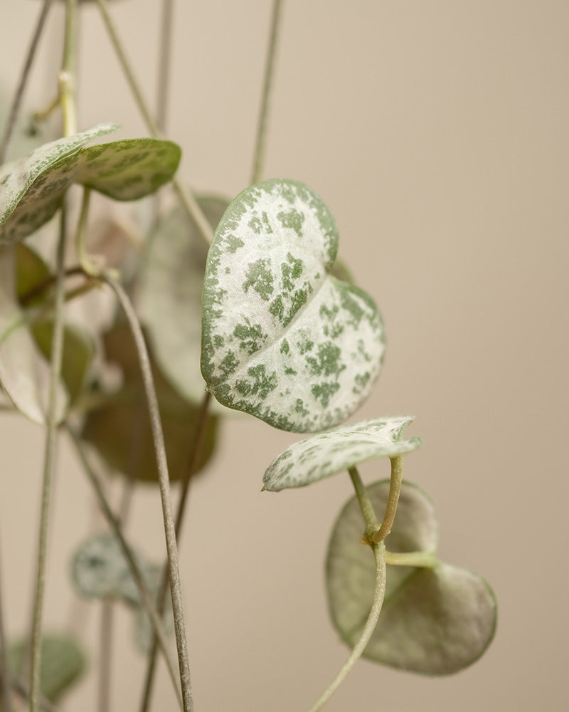 Detailaufnahme einiger Blätter einer Leuchterpflanze (auch Ceropegia woodii, Leuchterblume, Rosenwein, String of Hearts, Rosary Vine, Sweetheart Vine oder Chaîne des cœurs genannt)