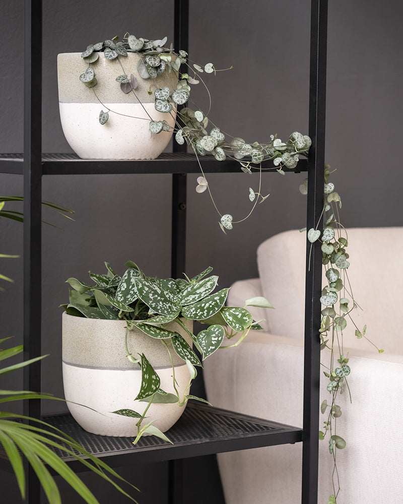 Eine Leuchterpflanze (auch Ceropegia woodii, Leuchterblume, Rosenwein, String of Hearts, Rosary Vine, Sweetheart Vine oder Chaîne des cœurs genannt) in einem Regal in einem möblierten Wohnzimmer mit weiteren Pflanzen