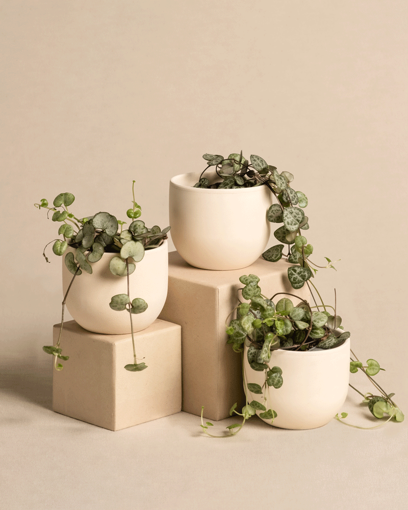Baby Leuchterpflanzen (3er Set)