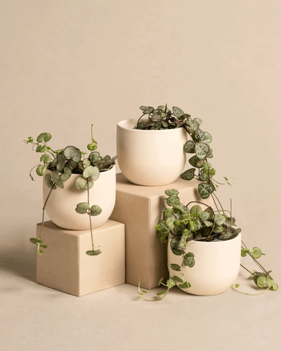 Baby Leuchterpflanzen (3er Set)