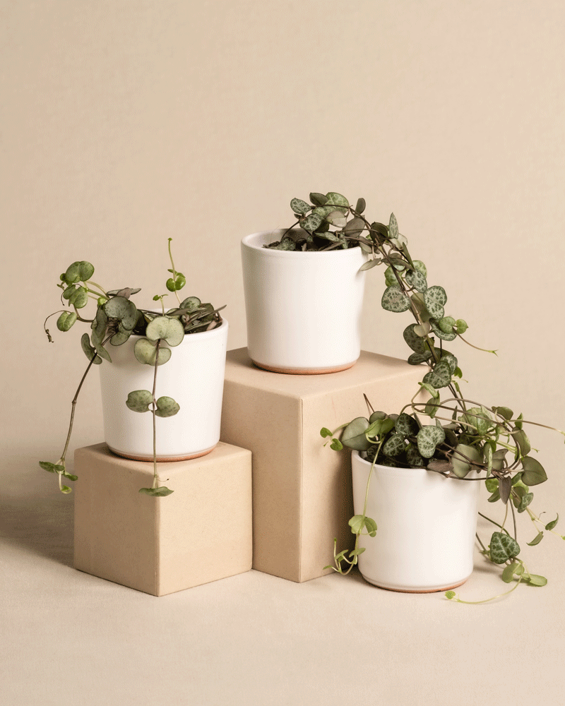 Baby Leuchterpflanzen (3er Set)