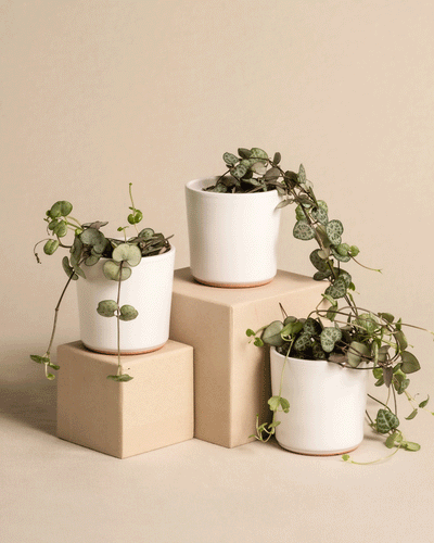 Baby Leuchterpflanzen (3er Set)