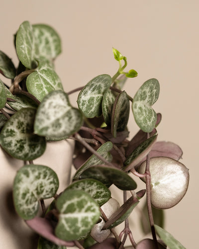 Baby Leuchterpflanzen (3er Set)