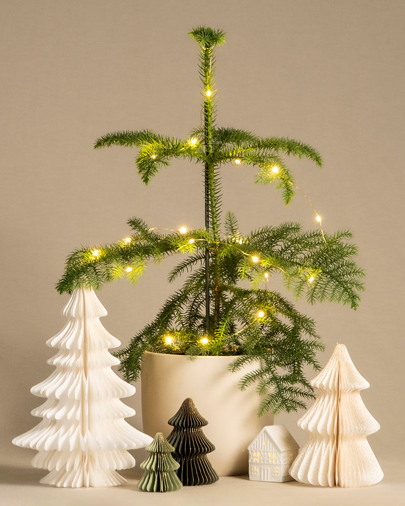 Weihnachtsbaum im weiss matten Keramiktopf umhüllt mit einer Lichterkette. Beiger Hintergrund mit Tannen