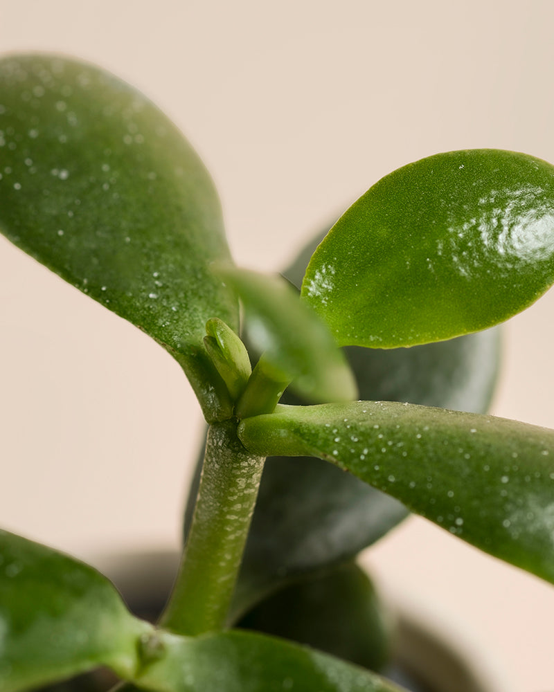 Nahaufnahme des Baby Geldbaums (3er Set) - feey, mit seinen dicken, glatten, ovalen, grünen Blättern und dem kräftigen Stängel vor einem neutralen, beigen Hintergrund.