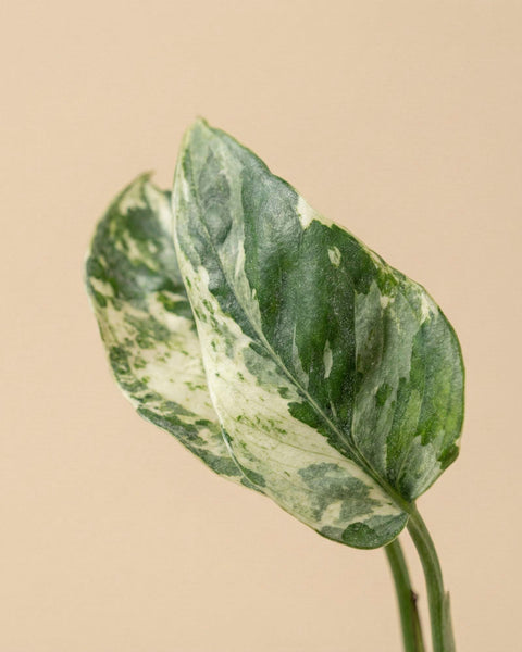 Eine Nahaufnahme von zwei grün-weiß panaschierten Blättern von Epipremnum pinnatum variegata - feey auf einem Stiel, vor einem schlichten hellbeigen Hintergrund. Diese elegante Hängepflanze wertet jeden Raum auf.