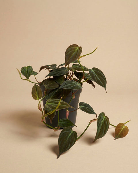 Der Philodendron micans - feey hat herzförmige, samtige Blätter und wächst elegant aus einem kleinen schwarzen Topf, der vor einem schlichten beigen Hintergrund steht.