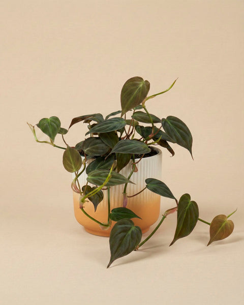 Ein Philodendron micans - feey mit herzförmigen, samtigen Blättern steht in einem zweifarbigen Übertopf mit cremefarbenem und orangefarbenem Farbverlauf vor beigem Hintergrund, dessen Blätter und Stängel sanft über den Topfrand drapiert sind.