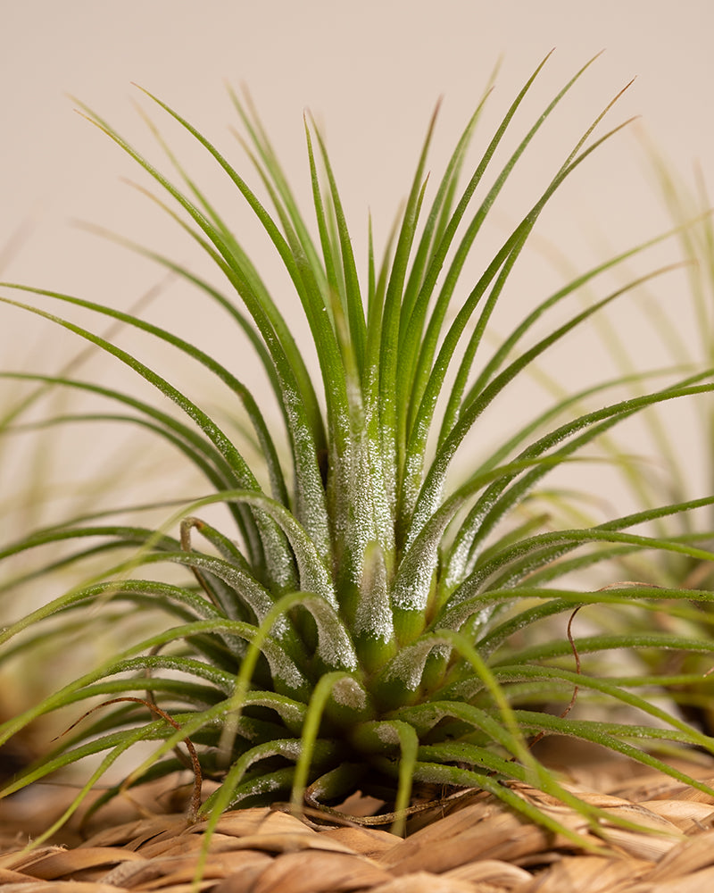 Nahaufnahme einer Tillandsia ionantha rubra mit langen, schlanken Blättern, die spitz zulaufen und auf einer gewebten Oberfläche wachsen. Der Hintergrund ist weich und neutral und hebt die leuchtenden Grüntöne und die komplexe Blattstruktur der Pflanze hervor. Diese Luftpflanzen verleihen jedem Raum einen Hauch von Eleganz.