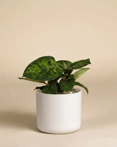 Eine Homalomena 'Camouflage - feey' mit auffälligem Laub sitzt in einem einfachen weißen Topf vor einem schlichten beigen Hintergrund.