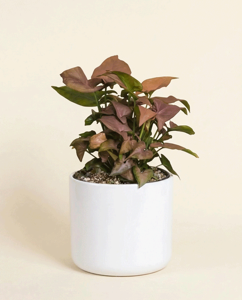 Eine getopfte Syngonium 'Neon' - feey mit leuchtend rosa-grünen Blättern sitzt in einem weißen Keramiktopf vor einem schlichten, hellbeigen Hintergrund.