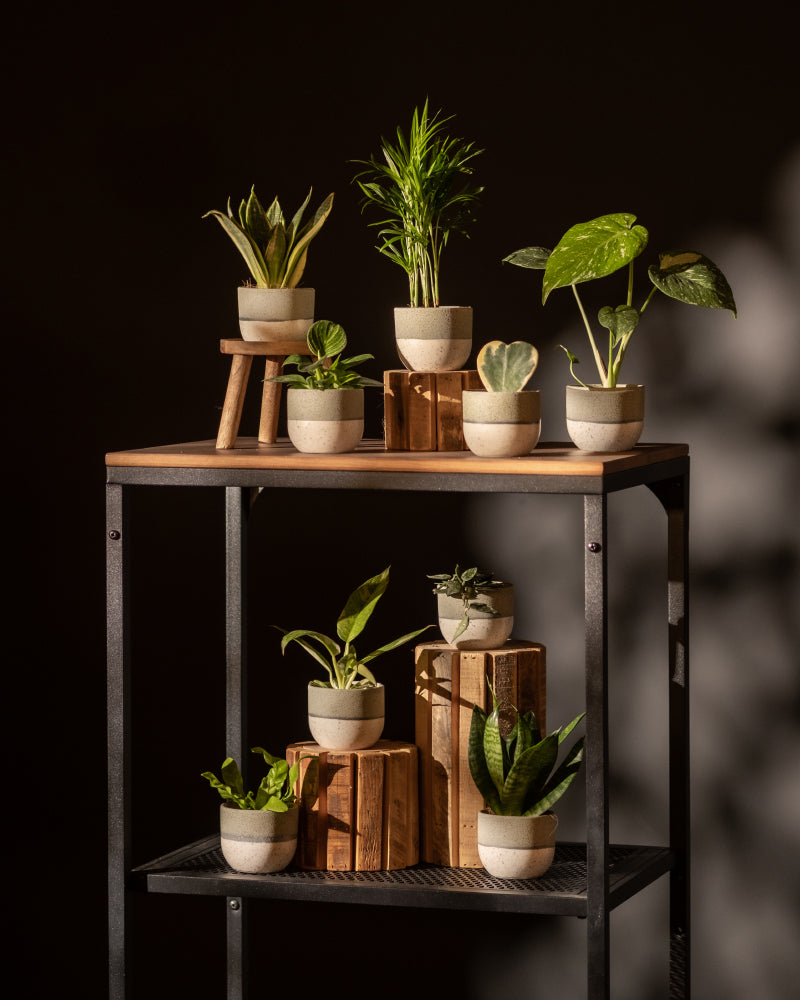 Das Keramik Baby-Topfset „Variado“ (9 Stk.) präsentiert kleine Topfpflanzen auf einem Regal aus Holz und Metall. Die verschiedenen Größen werden auf zwei Ebenen präsentiert, einige davon auf Ständern. Der dunkle Hintergrund verstärkt den kontrastreichen Eindruck der Pflanzen.