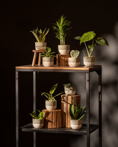 Das Keramik Baby-Topfset „Variado“ (9 Stk.) präsentiert kleine Topfpflanzen auf einem Regal aus Holz und Metall. Die verschiedenen Größen werden auf zwei Ebenen präsentiert, einige davon auf Ständern. Der dunkle Hintergrund verstärkt den kontrastreichen Eindruck der Pflanzen.