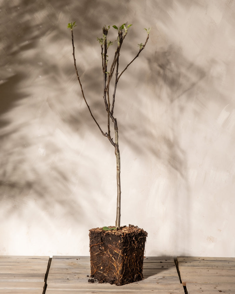 Ein kleiner Apfelbaum im Topf mit knospenden Zweigen steht auf einer Holzoberfläche. Sichtbare Wurzeln im Erdblock und weiche Schatten auf dem hellen Hintergrund verleihen dem Braeburn Patio im Innenbereich Charme.