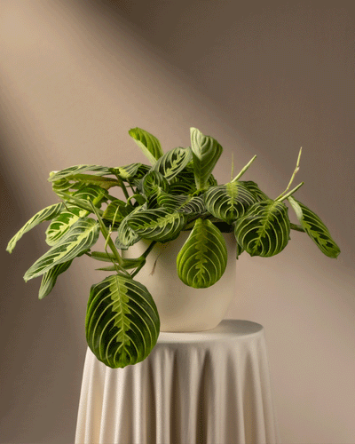 Maranta Lemon Lime