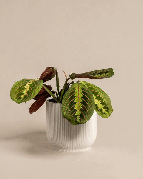 Mein Urban Jungle – feey GmbH