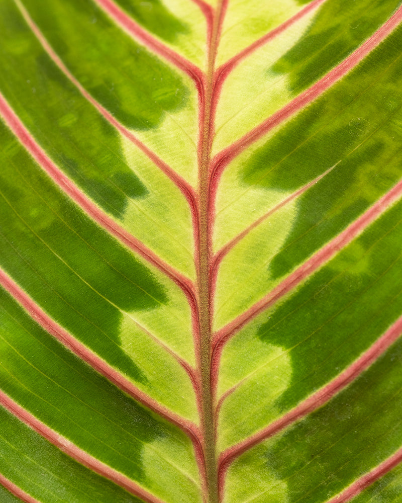 Maranta