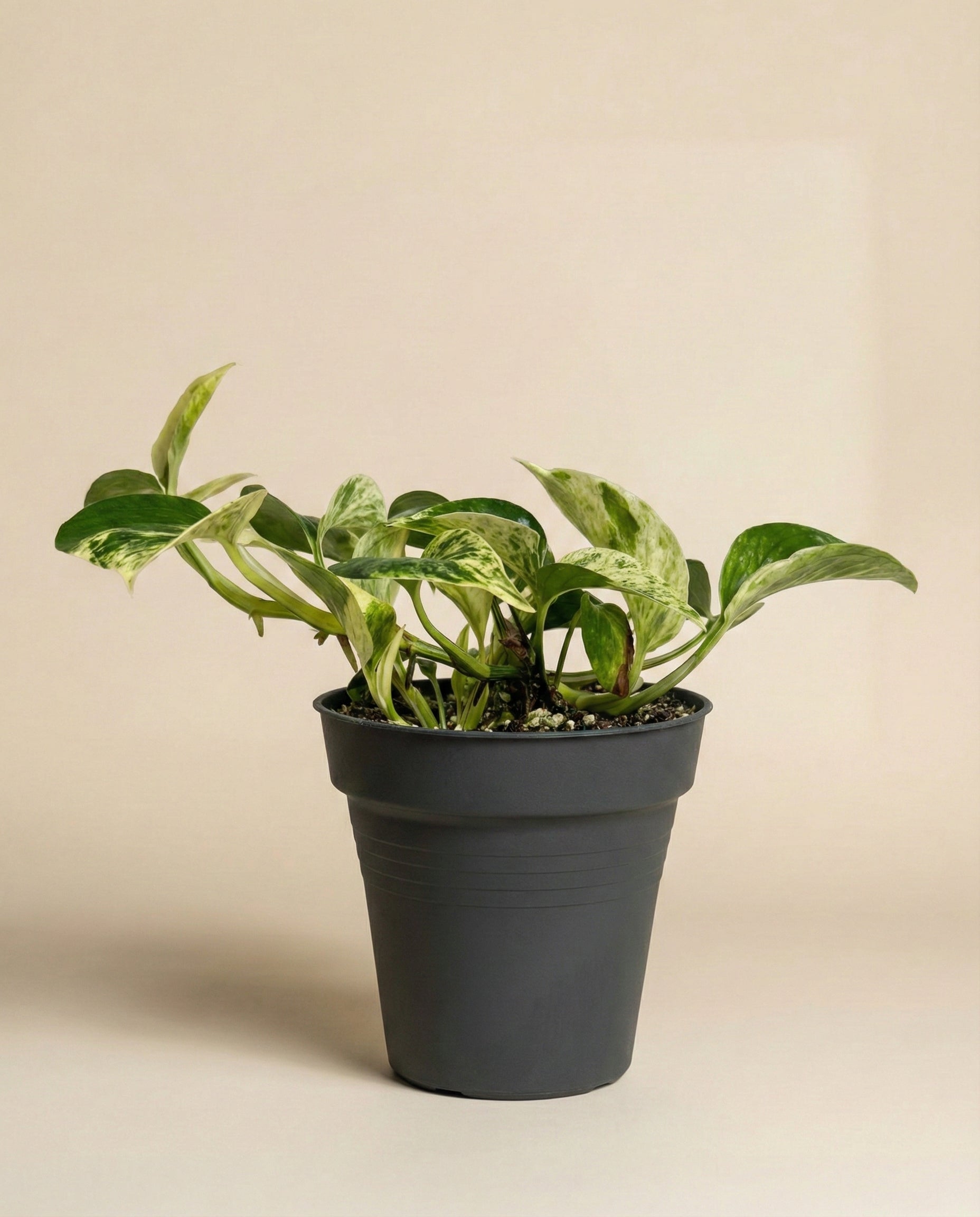 Die Efeutute 'Marble Queen' - feey, mit auffallend grün und weiß panaschierten Blättern, steht in einem schlichten schwarzen Kunststofftopf vor einem beigen Hintergrund - ein pflegeleichter Indoor-Akzent.