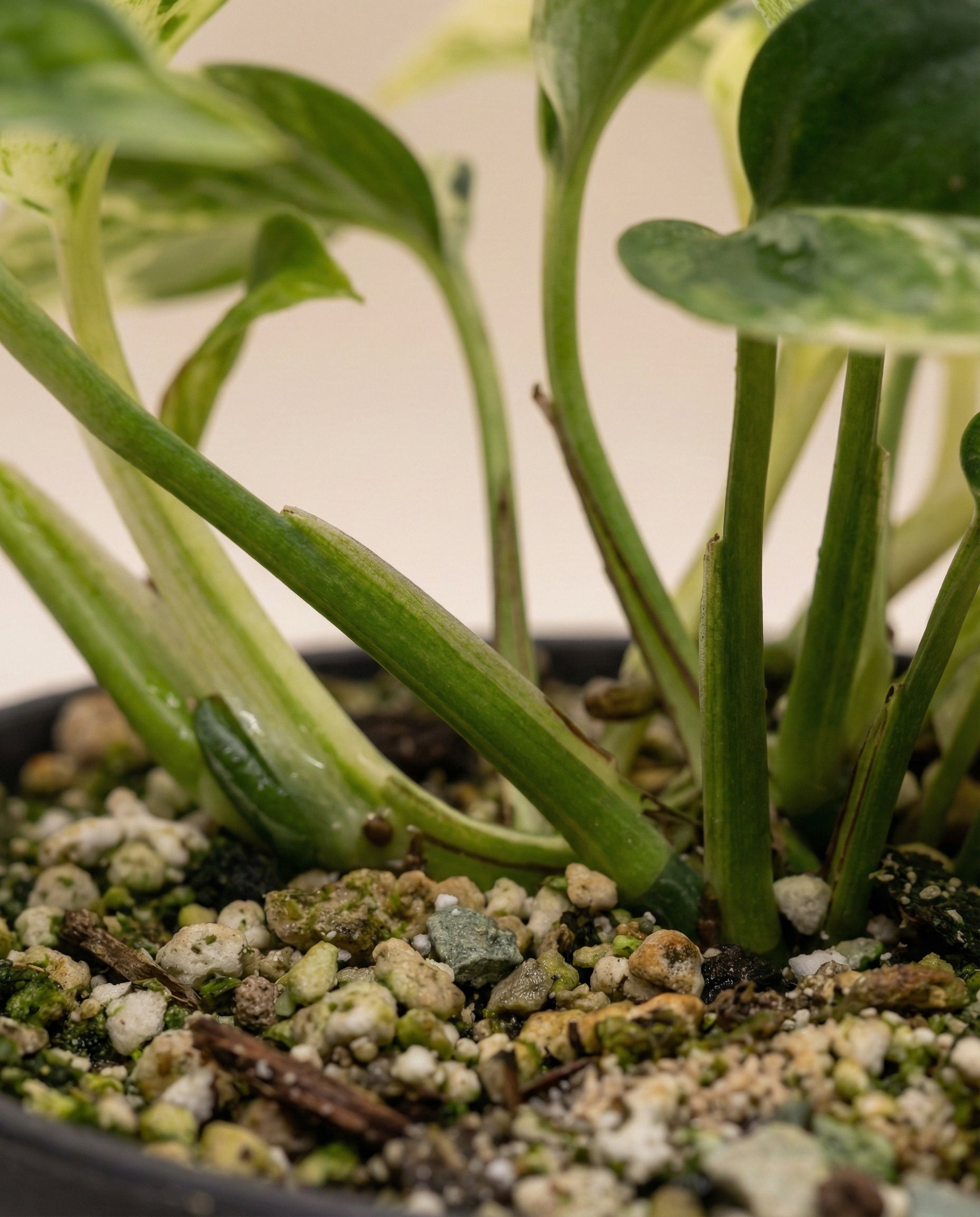 Nahaufnahme der Basis einer Efeutute 'Marble Queen' - feey, einer pflegeleichten Zimmerpflanze mit grünen, belaubten Stängeln und Blättern, die aus strukturierter Erde und Kieselsteinen in einem schwarzen Topf wachsen.