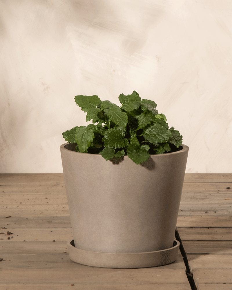 Zitronenmelisse in einem Topf mit Unterteller auf einem Holzboden